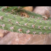 Cleistocactus samaipatanus (fam Cactacees) (Bolivie) (3)